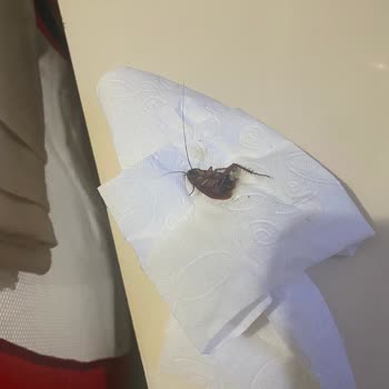 Odamda Hamam Böcekleriyle Tatil Kabusa Döndü!