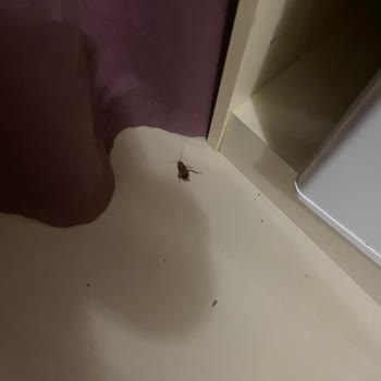 Odamda Hamam Böcekleriyle Tatil Kabusa Döndü!