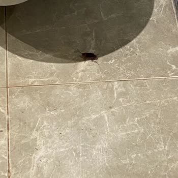 Odamda Hamam Böcekleriyle Tatil Kabusa Döndü!