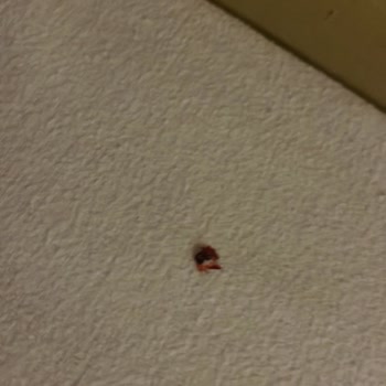 Otel Konaklamasında Tahta Kurusu Problemi Ve İade Talebi