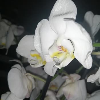 Çiçek Market Gönderilen Ürün, Görseldekiyle Hiçbir Şekilde Örtüşmüyor