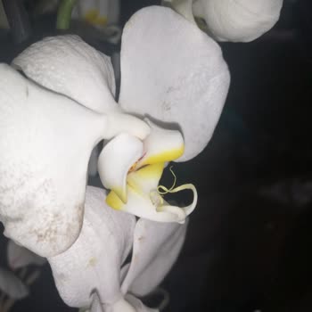 Çiçek Market Gönderilen Ürün, Görseldekiyle Hiçbir Şekilde Örtüşmüyor