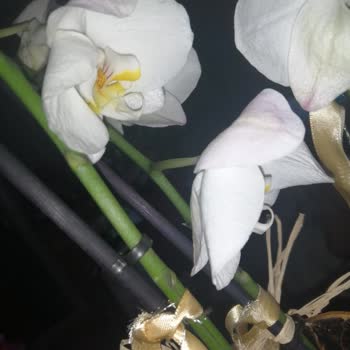 Çiçek Market Gönderilen Ürün, Görseldekiyle Hiçbir Şekilde Örtüşmüyor