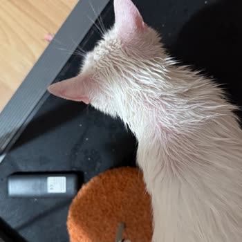 Trendyol Kedimde Sağlık Sorunlarına Yol Açan Dış Parazit Damlası