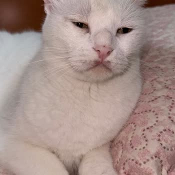 Trendyol Kedimde Sağlık Sorunlarına Yol Açan Dış Parazit Damlası