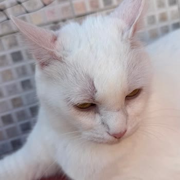 Trendyol Kedimde Sağlık Sorunlarına Yol Açan Dış Parazit Damlası