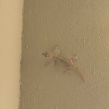 Mısır Turunda Hijyen Skandalı Kötü Otel Ve İlgisiz Firma Mağduriyeti