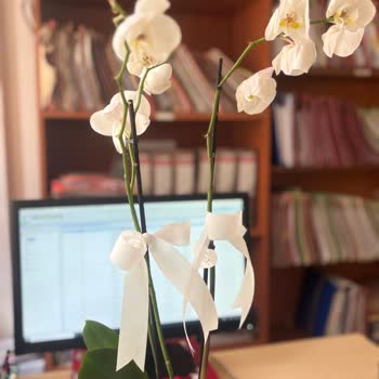 Çürük Orkide, İade Talebine 10 Gündür Dönüş Yok!