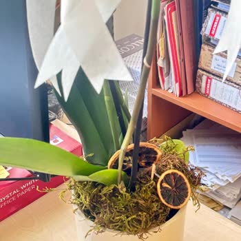 Çürük Orkide, İade Talebine 10 Gündür Dönüş Yok!