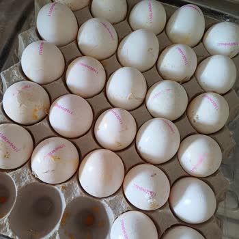 Çürük Yumurta Nedeniyle Maddi Ve Manevi Mağduriyet