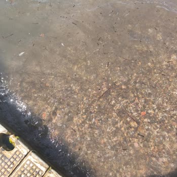 Yanıltıcı Plaj Bilgisi Nedeniyle Mağduriyet Ve Çözüm Talebi