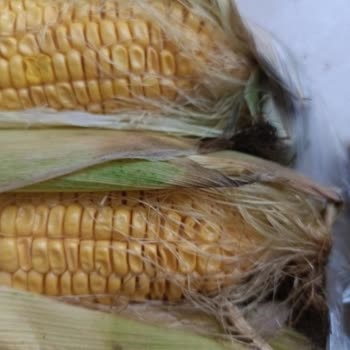 Hakmar’dan Gelen Mısırlar Çürük Ve Yenilemeyecek Haldeydi