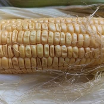 Hakmar’dan Gelen Mısırlar Çürük Ve Yenilemeyecek Haldeydi