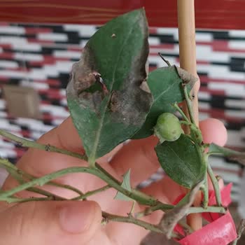 Fidancidan.com Aldığım Fidanlar Kuru Ve Çürümüş Geldi, Firma İlgisiz Kaldı