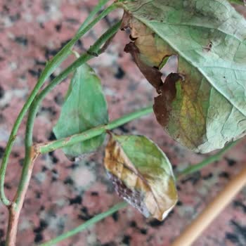 Fidancidan.com Aldığım Fidanlar Kuru Ve Çürümüş Geldi, Firma İlgisiz Kaldı