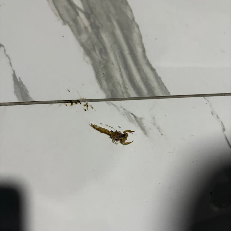 Oda İçinde Akrep Bulunmasına Rağmen Otelden Çözüm Ve Özür Alamadık