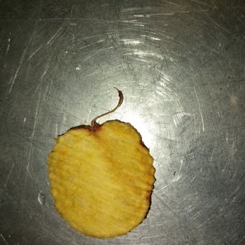 Cipso Cipsinden Yabancı Cisim Şoku!