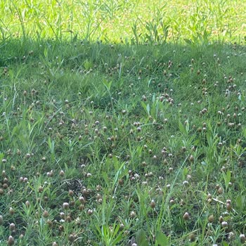 Bakım Yapılmayan Çimler Çocuklarımız İçin Tehlike Oluşturuyor