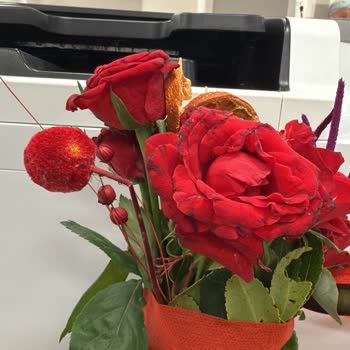 Soluk Ve Kırık Güllerle Hayal Kırıklığına Uğradım