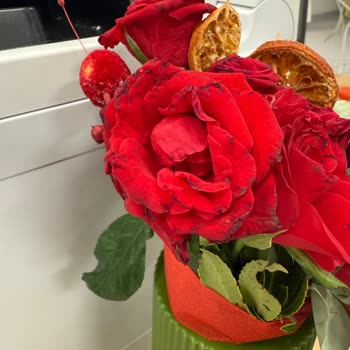 Soluk Ve Kırık Güllerle Hayal Kırıklığına Uğradım