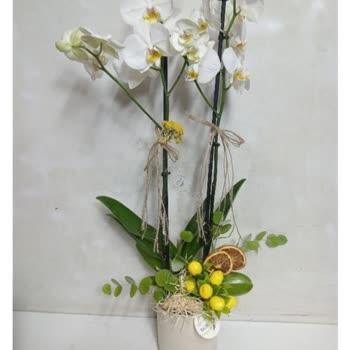 Orkide Siparişim Kökünden Kırık Çıktı Ve İki Haftada Kurudu