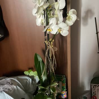Orkide Siparişim Kökünden Kırık Çıktı Ve İki Haftada Kurudu