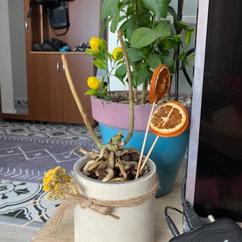 Orkide Siparişim Kökünden Kırık Çıktı Ve İki Haftada Kurudu