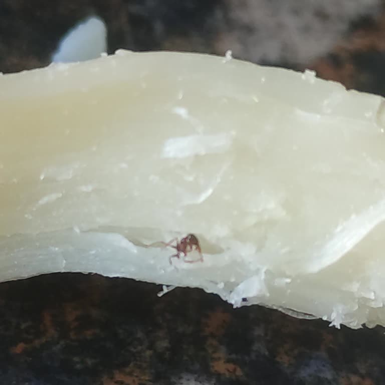 Ada Gross Aldığım Peynirin İçinden Karınca Çıktı Hijyen Endişesi Yaşıyorum