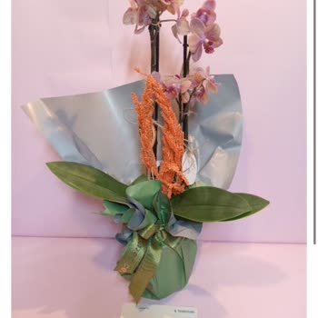 Sipariş Edilen Orkide Soluk Ve Farklı Geldi, Müşteri Hizmetleri Çözüm Sunmadı