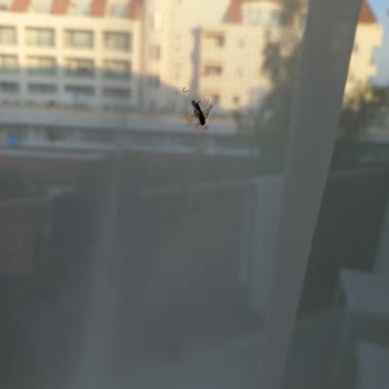 Seashell Resort SPA Herhangi Bir Temizlik veya Önlem Alınmadı