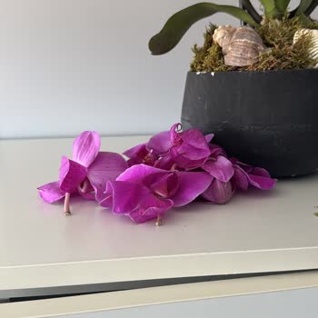 Sipariş Edilen Orkide Geç Ve Hasarlı Teslim Edildi, Müşteri Hizmetleri Yetersiz Kaldı