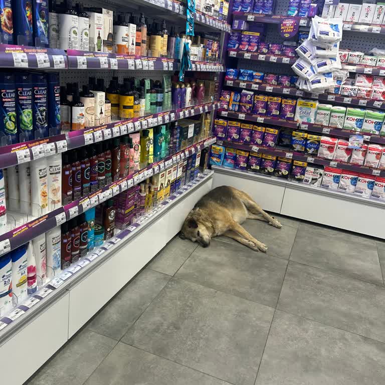 Mağaza İçinde Köpek: Hijyen Kuralları İhlal Ediliyor