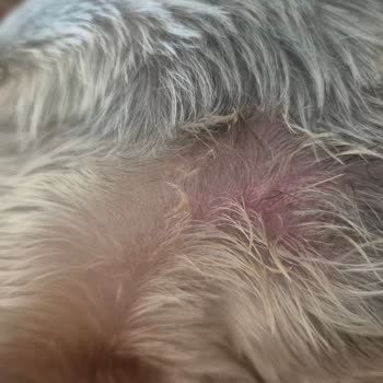 Tarım Ve Orman Bakanlığı Köpek Kuaföründe Kötü Hizmet Ve İlgisizlik Nedeniyle Mağduriyet