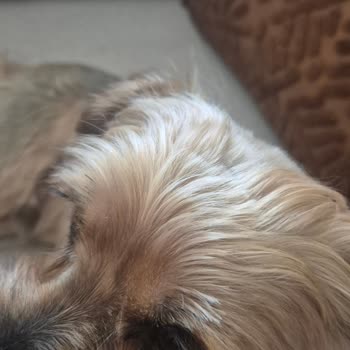 Tarım Ve Orman Bakanlığı Köpek Kuaföründe Kötü Hizmet Ve İlgisizlik Nedeniyle Mağduriyet