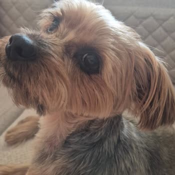 Tarım Ve Orman Bakanlığı Köpek Kuaföründe Kötü Hizmet Ve İlgisizlik Nedeniyle Mağduriyet
