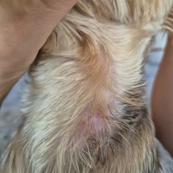 Lucky Paws Pet Kuaför Ömer Taşkın Köpek Kuaföründe Kötü Hizmet Ve Güvenlik Endişesi