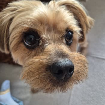 Lucky Paws Pet Kuaför Ömer Taşkın Köpek Kuaföründe Kötü Hizmet Ve Güvenlik Endişesi