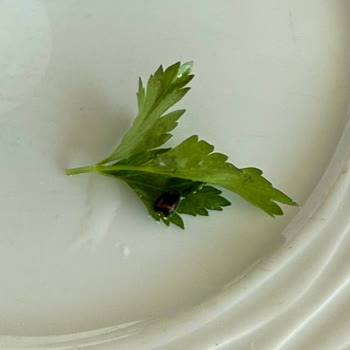 Hijyen Sorunları Ve Yetersiz Hizmet Nedeniyle Hayal Kırıklığı Yaşadım