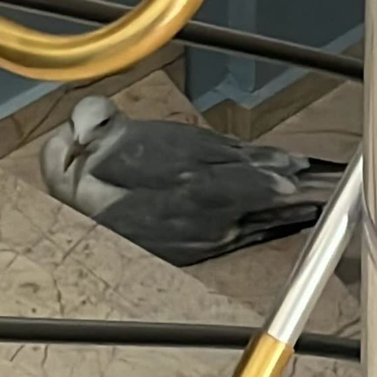 Yaralı Martı İçin Acil Yardım Çağrısıma Yanıt Alamadım