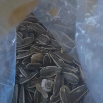 Aldığım Ay Çekirdeğinden Böcek Çıktı, Sağlığım Tehlikede!