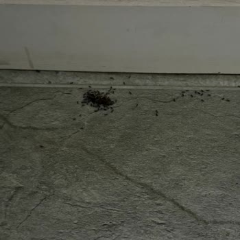 Odamızda Hamam Böcekleri Ve Hijyen Sorunları Nedeniyle Tatilimiz Zehir Oldu