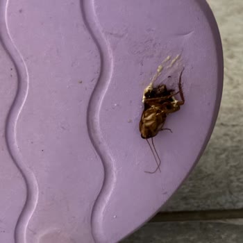 Odamızda Hamam Böcekleri Ve Hijyen Sorunları Nedeniyle Tatilimiz Zehir Oldu