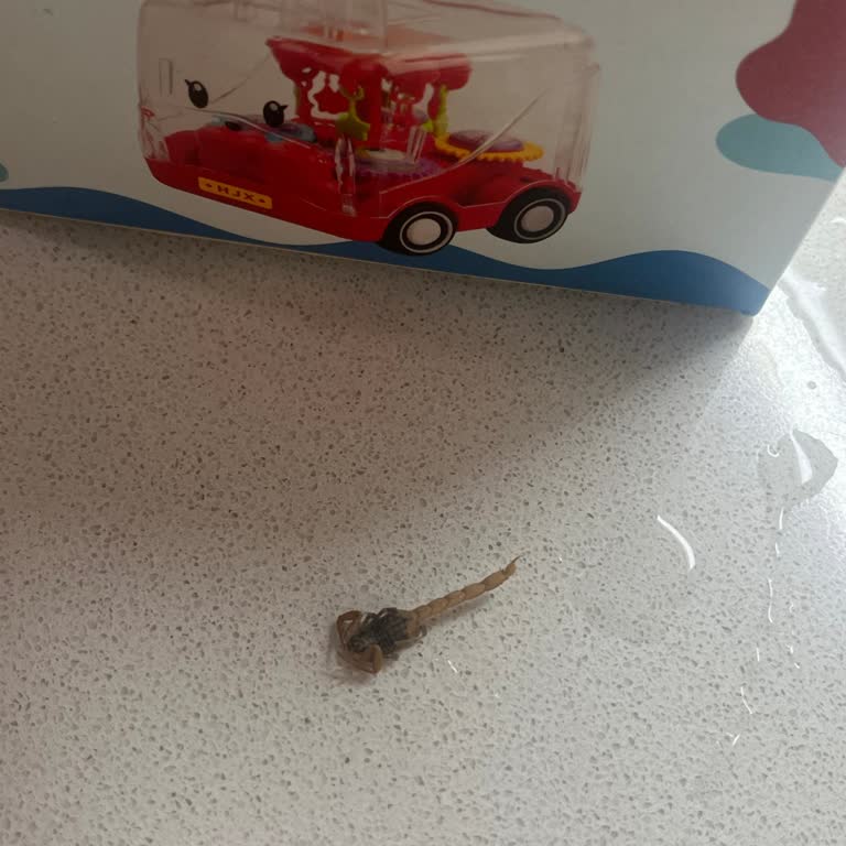 Oyuncak Paketinden Ölü Akrep Çıkması Hijyen Endişesi Yarattı