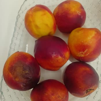 Ezilmiş Ve Bozuk Meyve Teslimatı Sonrası Çözüm Sağlanmıyor