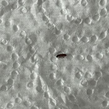 Kervansaray Mobilya’dan Aldığım Ürünlerde Sorunlar Ve Çözüm Eksikliği