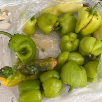 Yeni Alınan Profilo Buzdolabı Yiyecekleri Bozuyor, Servisten Çözüm Alınamıyor