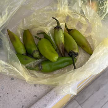 Yeni Alınan Profilo Buzdolabı Yiyecekleri Bozuyor, Servisten Çözüm Alınamıyor