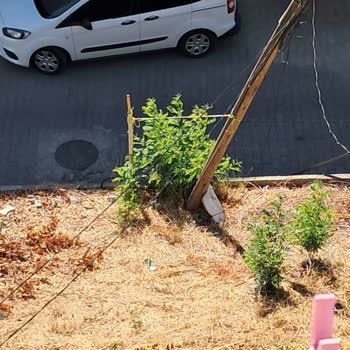 Tehlikeli Şekilde Yamulan İnternet Direğine Acil Müdahale Bekliyorum