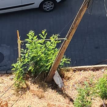 Tehlikeli Şekilde Yamulan İnternet Direğine Acil Müdahale Bekliyorum