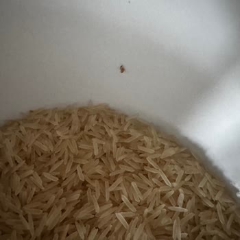 Satın Aldığım Hasata Basmati Pirincinden Kurt Çıktı, Müşteri Hizmetlerinden Dönüş Alamıyorum